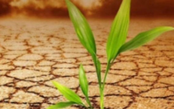 México firma acuerdo con la FAO para crear fondo para cambio climático