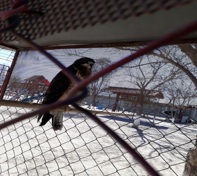 Aseguran dos venados y una aguililla en centro recreativo de Coahuila