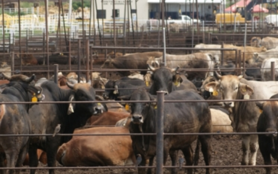 Capacitan EUA y FAO a países pobres ante brote de enfermedades animales