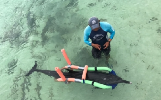 Los delfines son indicadores del bienestar de ecosistemas marinos