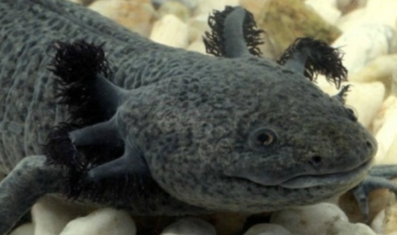 Genoma de ajolote ayudaría a comprender afecciones con cáncer