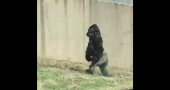 VIDEO: Gorila se viraliza por caminar como humano