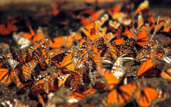 Santuarios de la mariposa Monarca son monitoreados con alta tecnología