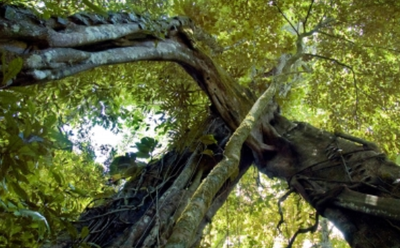 Buscan construir microsatélite mexicano para explorar selvas y bosques