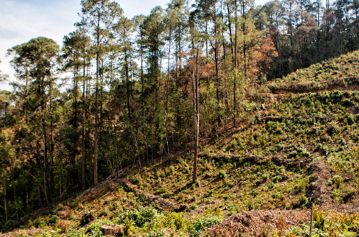 Preservar bosques y selvas para recarga de mantos acuíferos, piden autoridades