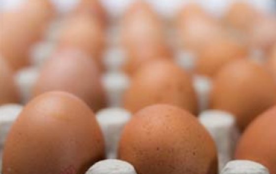 Sagarpa descarta que precio de huevo obedezca a casos de influenza aviar