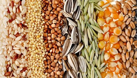 Tubérculos y semillas mexicanas, dieta milenaria con alto valor nutritivo