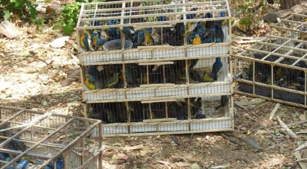 Aseguran 172 aves transportadas en jaulas y cajas en camión de pasajeros