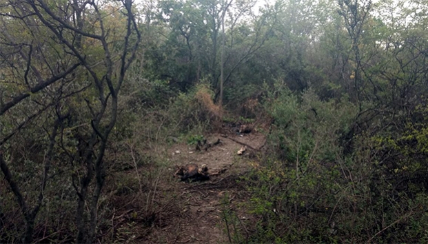 Restos calcinados eran de menor desaparecida en NL