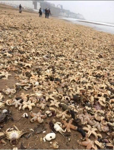 Miles de estrellas de mar aparecen muertas  en playa de Inglaterra