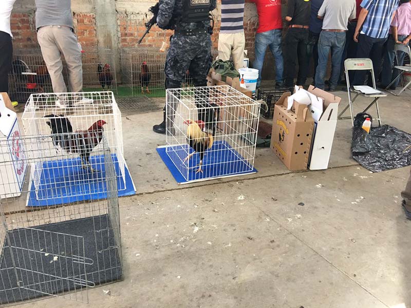 Caen 21 personas y aseguran 60 gallos en palenque de Guanajuato