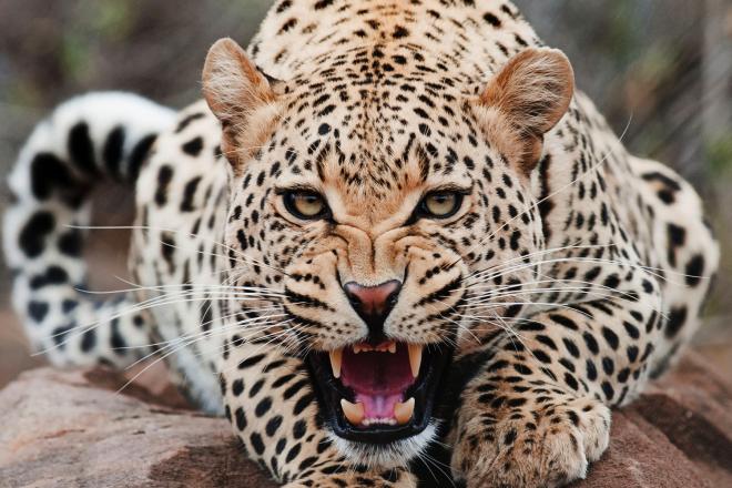 El jaguar mexicano, al borde de la extinción