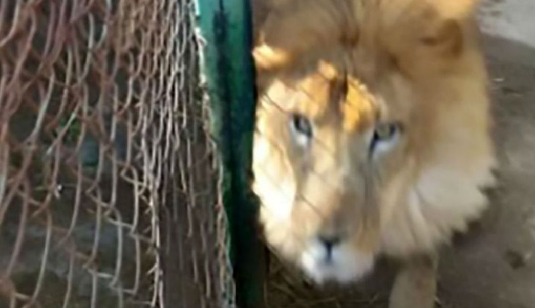 León mata a su cuidador en zoológico de Hidalgo