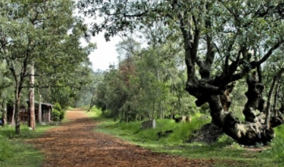Abierta convocatoria para participar por Premio al Mérito Forestal 2018