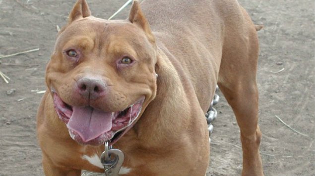Pitbull ataca y arranca oreja al ladrón que entró a casa de sus dueños