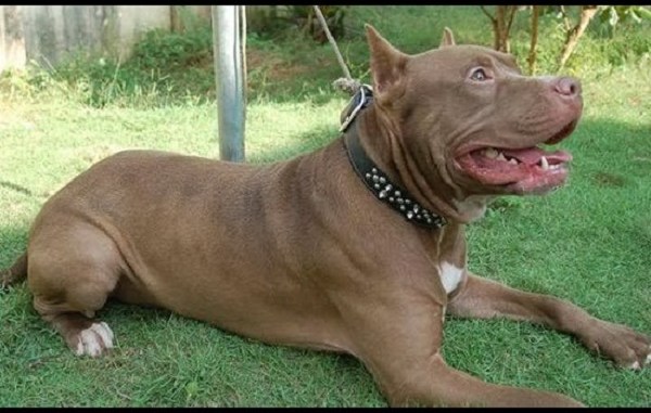 Pitbull arranca oreja de ladrón de casas