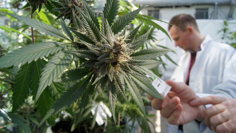 Importaciones de mariguana a EUA caen drásticamente desde 2011