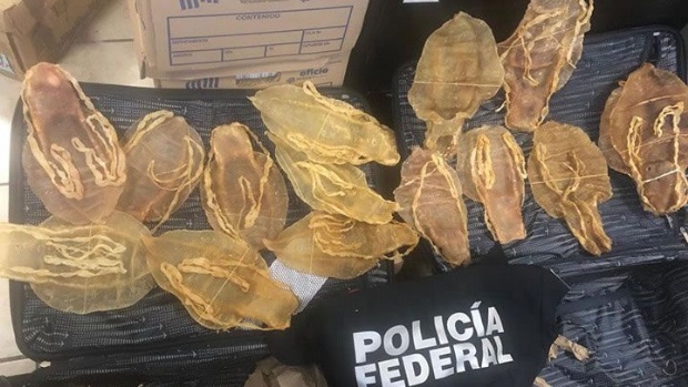 Detienen a chino con 408 buches de totoaba