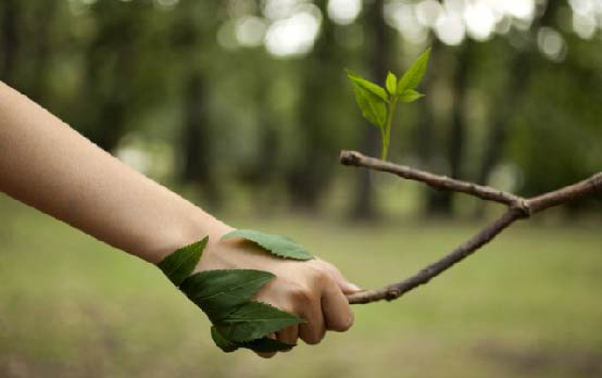 Árboles, testigos mudos del cambio climático y objeto de estudio científico