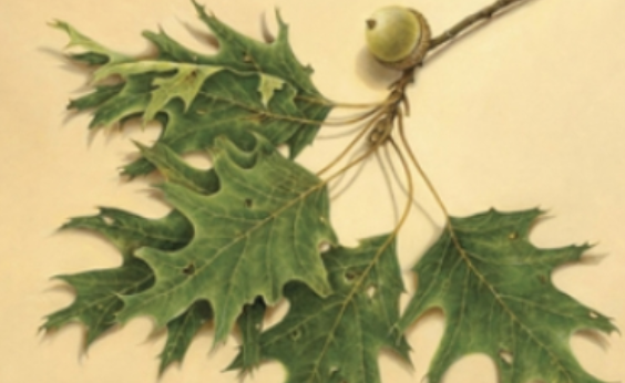 México participará en Exhibición Mundial de Arte Botánico