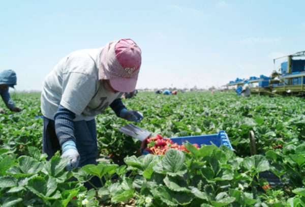 Disminuyen muertes de inmigrantes mexicanos por accidente laboral en EUA
