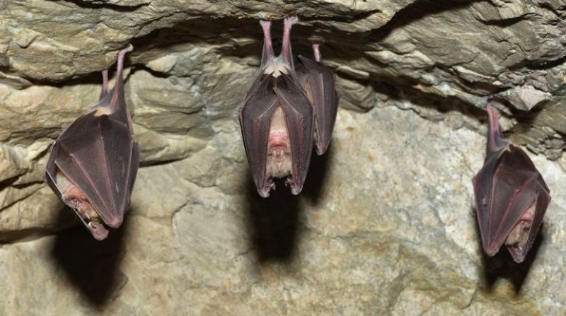 Cambio climático afectaría migración de murciélagos de México a EUA