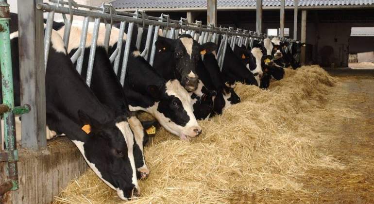 Ganaderos de Durango se deslindan de carne contaminada con clembuterol