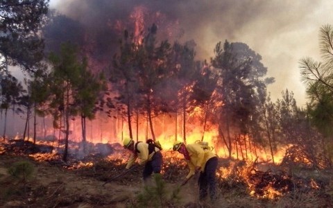 Incendios forestales dañaron más de 36 mil hectáreas en tres meses