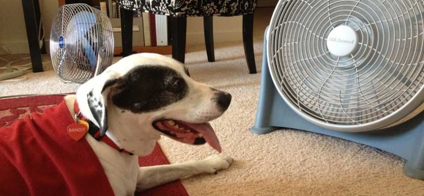 Las mascotas también están expuestas a golpes de calor
