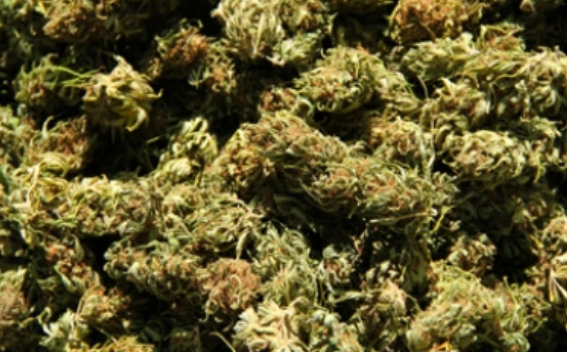 Autoridad decomisa más de nueve kilos de marihuana en Nuevo León