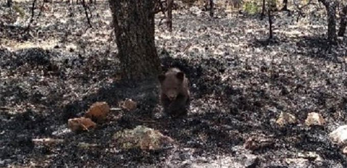 Autoridad ambiental rescata oso negro en medio de incendio forestal