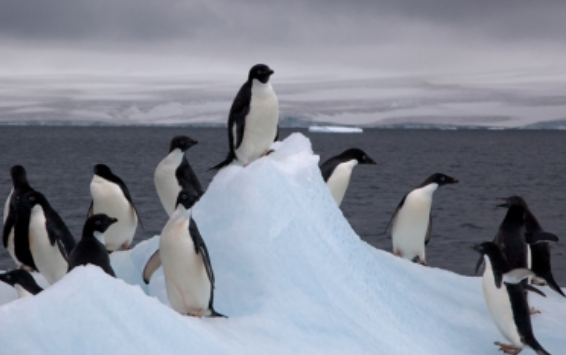 Ambientalistas piden crear santuario para preservar a los pingüinos