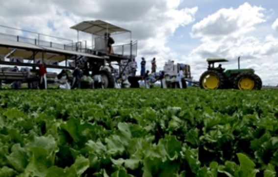 Sector agroalimentario, impulsor del crecimiento económico