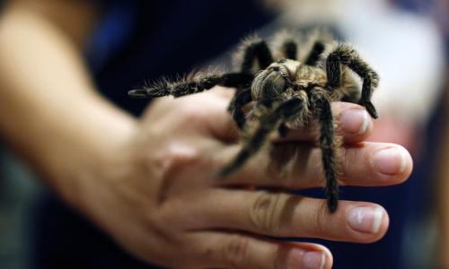 Tarántulas, especie amenazada por considerarlas animales de compañía