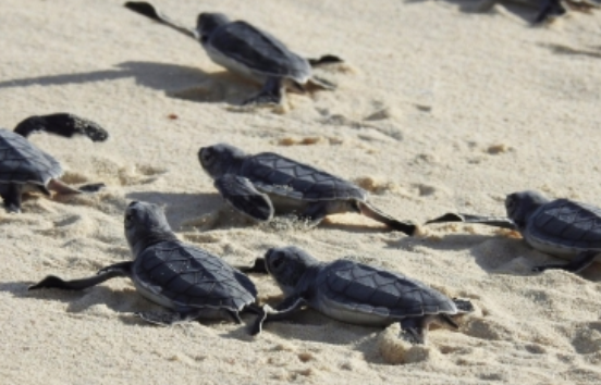 Hubo más de dos millones de nidadas de tortuga marina en Oaxaca en 2017