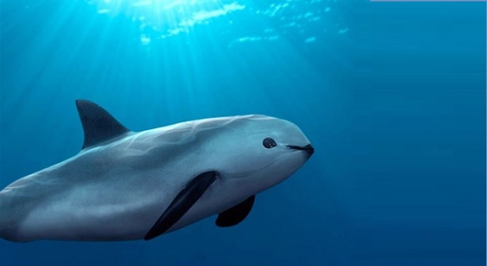 Implementan acciones para fomentar la recuperación de la vaquita marina