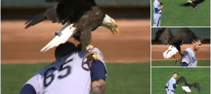 Águila ‘ataca’ a jugador de beisbol