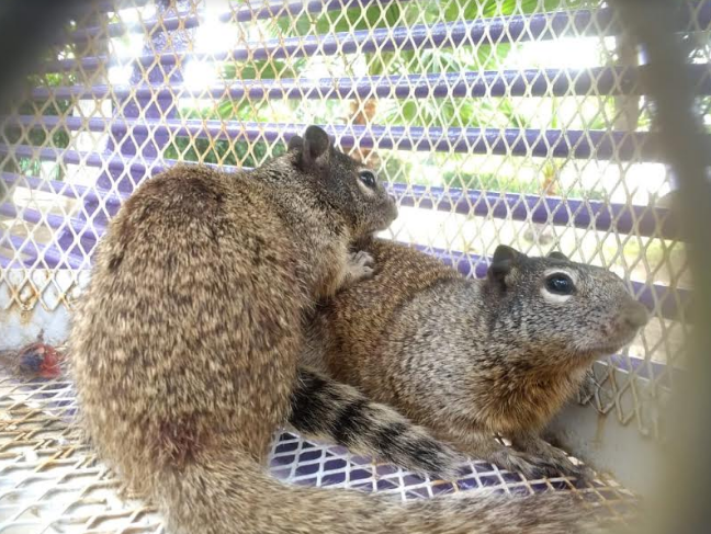 Rescata policía ambiental a dos ardillones en Saltillo