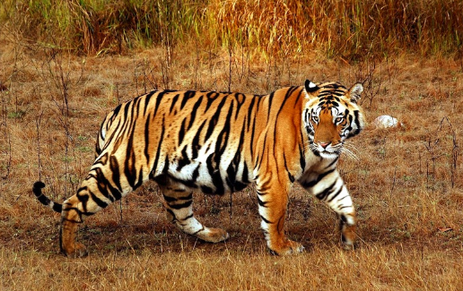 Aseguran a dos animales de vida silvestre en Quintana Roo