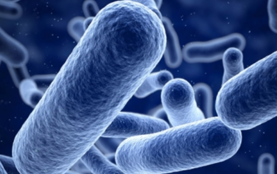 Descubren que bacterias transfieren su “memoria” por generaciones