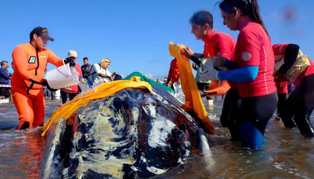 Logran rescatar a una ballena varada en Argentina