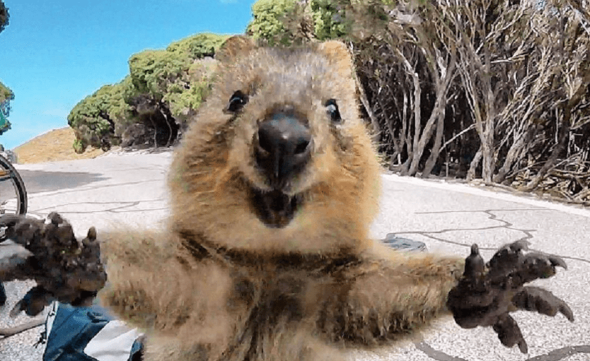 El animal más feliz del mundo está en peligro de extinción