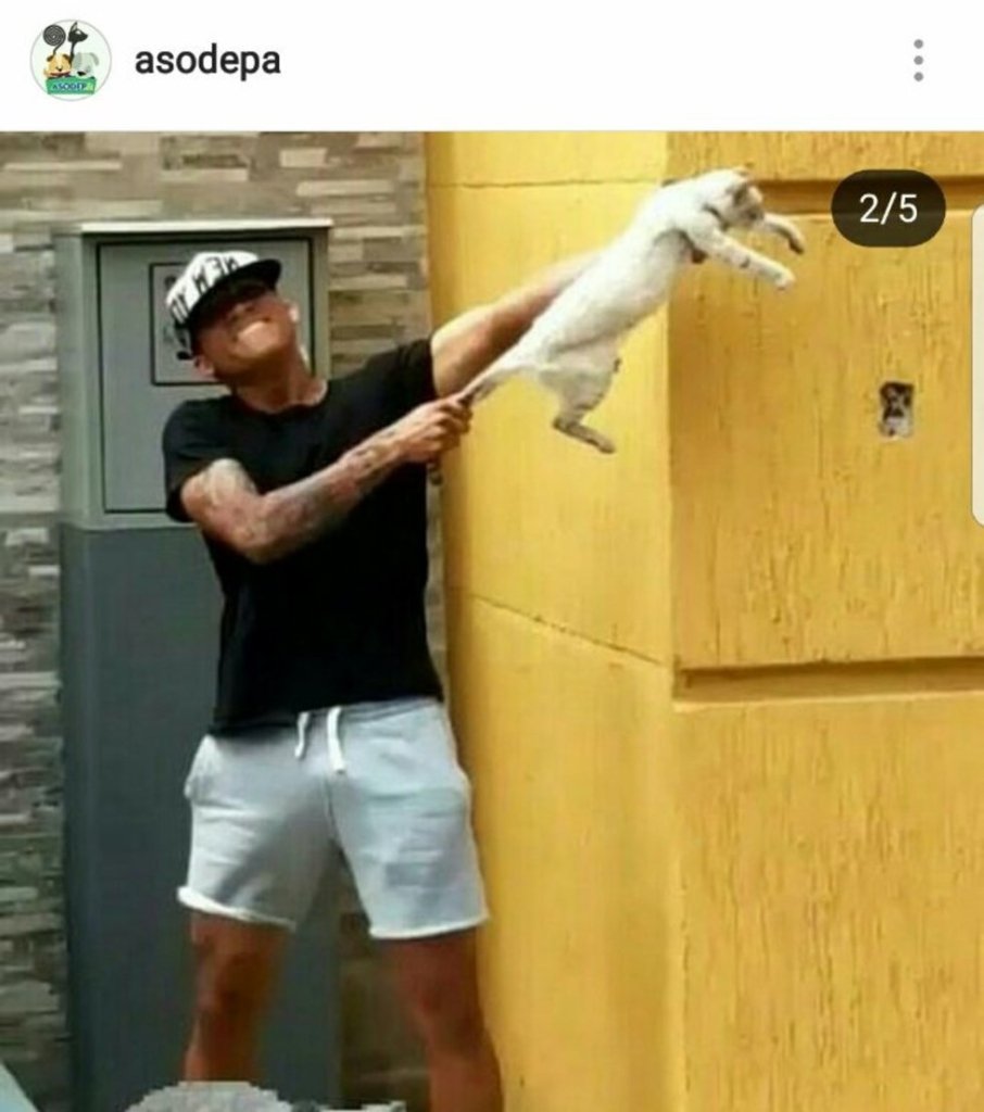 Futbolistas venezolanos son despedidos por maltrato a un gatito