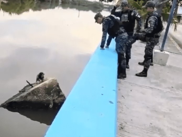 Federales rescatan a perro que se ahogaba en aguas residuales