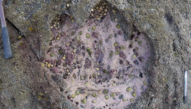 Descubren huellas gigantes de dinosaurios en Escocia