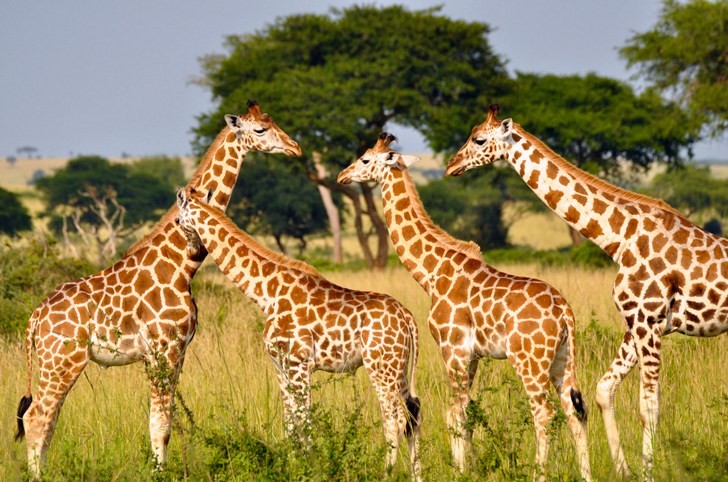 Las jirafas se suman a las especies en peligro de extinción