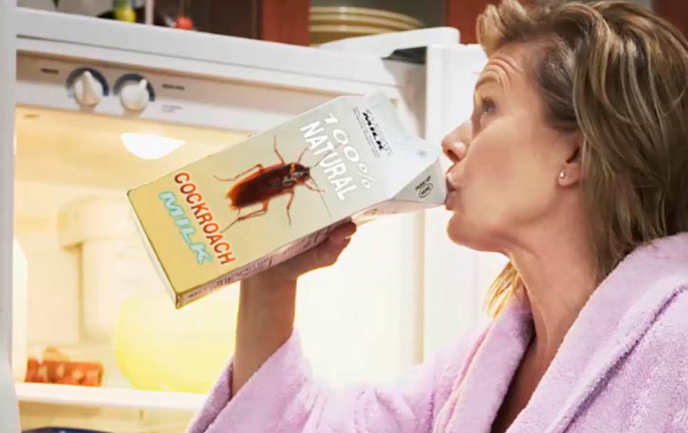 Leche de cucaracha para combatir el hambre mundial