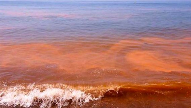 Alertan por marea roja tóxica en Colima
