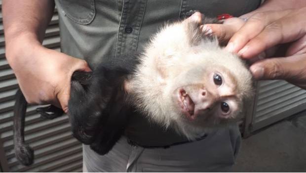 Capturan a mono capuchino de Las Lomas