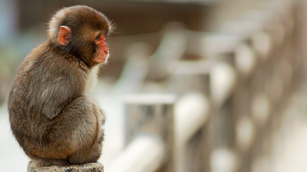 Encuentran en India cuerpo de bebé que fue raptado por un mono